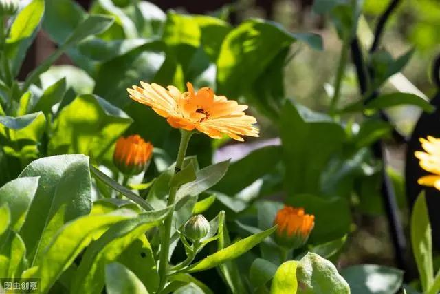 花钟里有什么花分别在几点开(看看哪朵花开了就知道)(42)