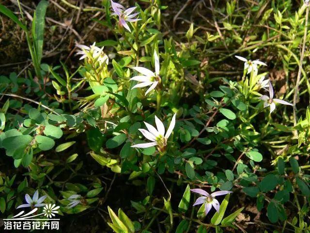 花钟里有什么花分别在几点开(看看哪朵花开了就知道)(46)