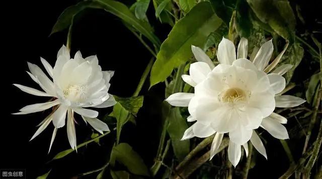 花钟里有什么花分别在几点开(看看哪朵花开了就知道)(85)