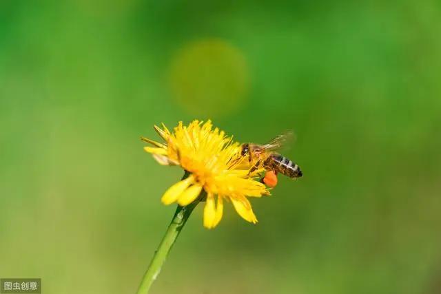 花钟里有什么花分别在几点开(看看哪朵花开了就知道)(30)