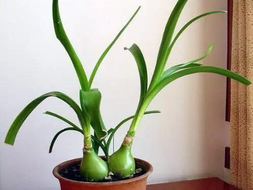 花钟里有什么花分别在几点开(看看哪朵花开了就知道)(58)