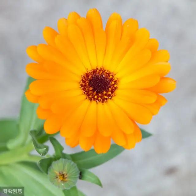 花钟里有什么花分别在几点开(看看哪朵花开了就知道)(43)