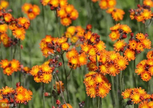 花钟里有什么花分别在几点开(看看哪朵花开了就知道)(32)