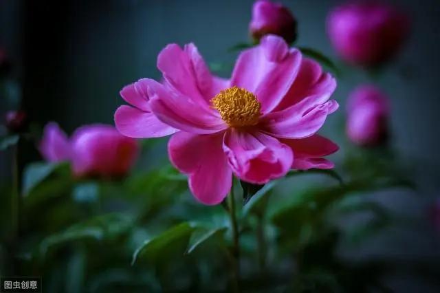 花钟里有什么花分别在几点开(看看哪朵花开了就知道)(22)