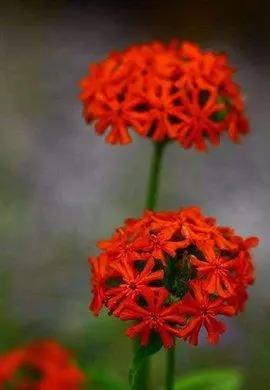 花钟里有什么花分别在几点开(看看哪朵花开了就知道)(80)