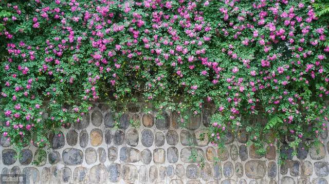 花钟里有什么花分别在几点开(看看哪朵花开了就知道)(9)