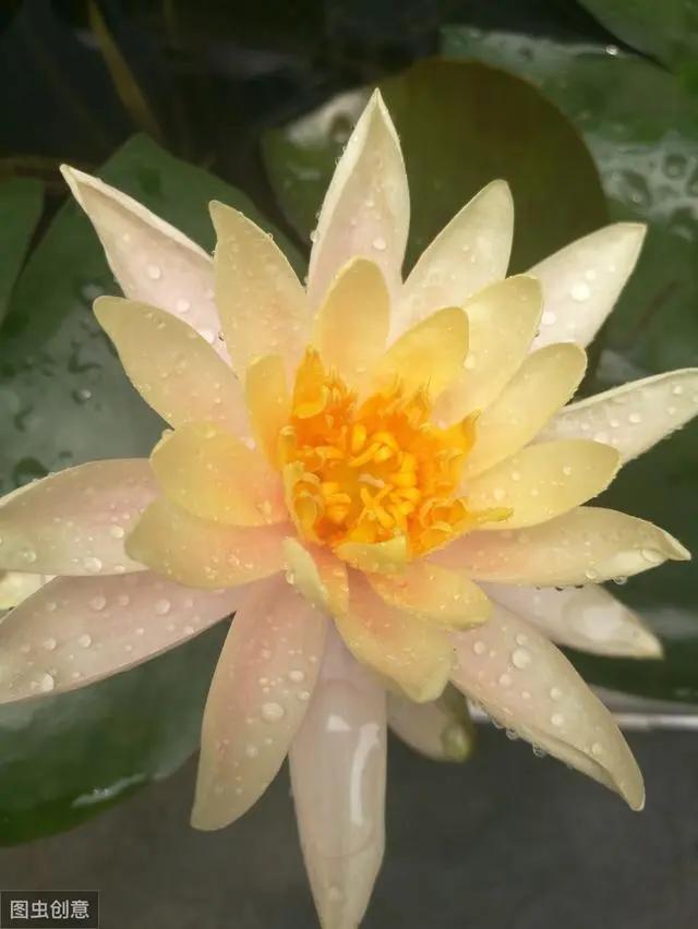 花钟里有什么花分别在几点开(看看哪朵花开了就知道)(41)