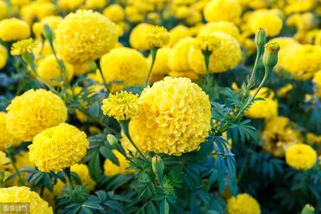 花钟里有什么花分别在几点开(看看哪朵花开了就知道)(75)