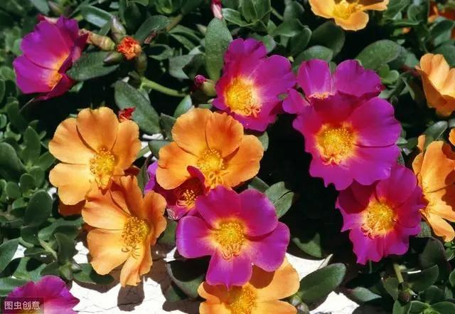 花钟里有什么花分别在几点开(看看哪朵花开了就知道)(67)