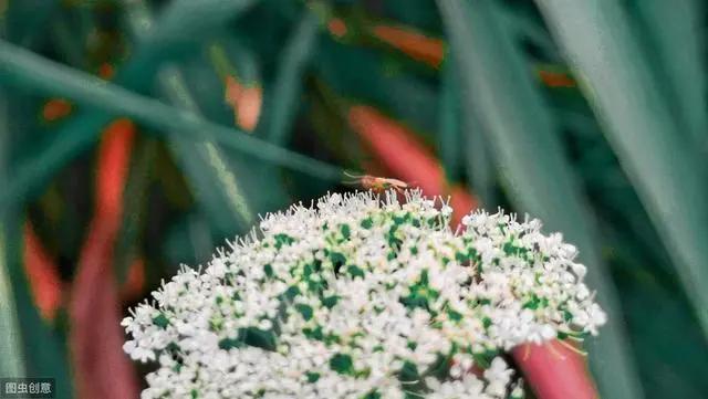 花钟里有什么花分别在几点开(看看哪朵花开了就知道)(4)