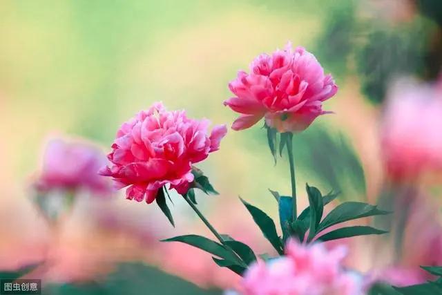 花钟里有什么花分别在几点开(看看哪朵花开了就知道)(21)