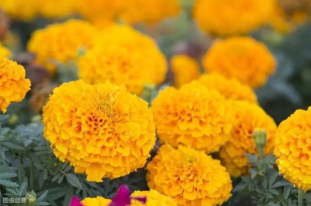 花钟里有什么花分别在几点开(看看哪朵花开了就知道)(74)