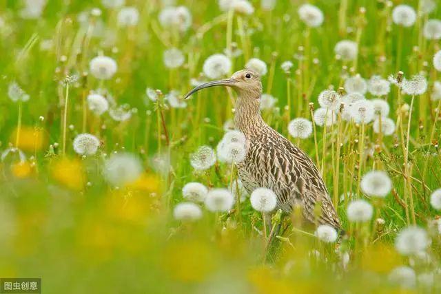 花钟里有什么花分别在几点开(看看哪朵花开了就知道)(29)