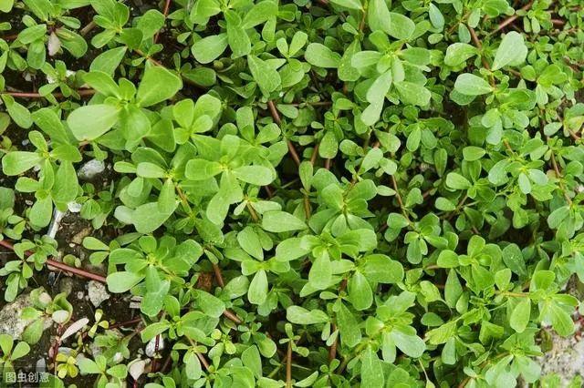 花钟里有什么花分别在几点开(看看哪朵花开了就知道)(56)