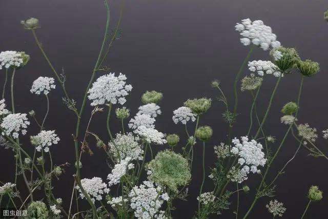 花钟里有什么花分别在几点开(看看哪朵花开了就知道)(3)