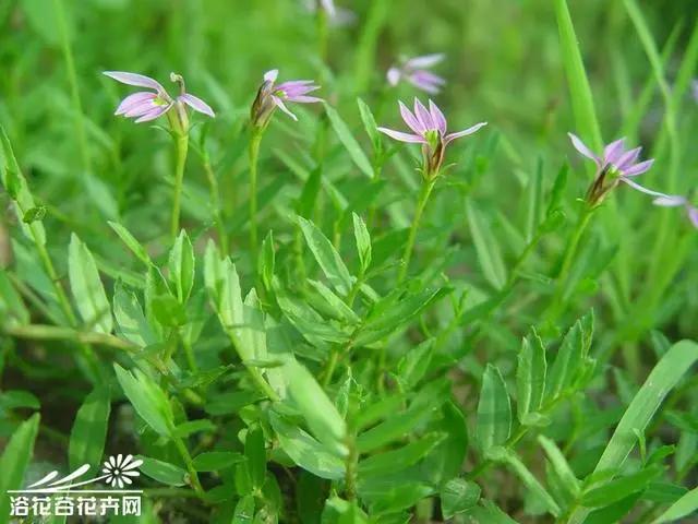 花钟里有什么花分别在几点开(看看哪朵花开了就知道)(47)