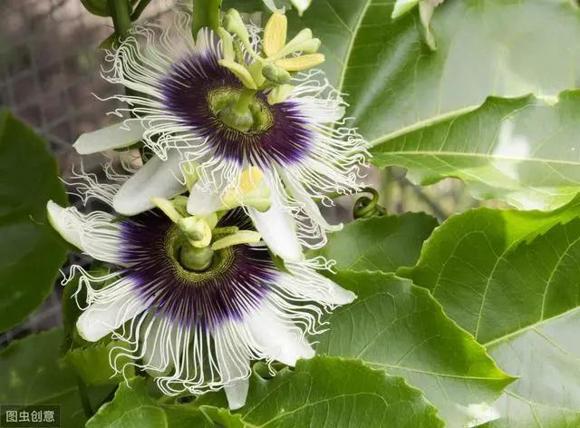 花钟里有什么花分别在几点开(看看哪朵花开了就知道)(72)