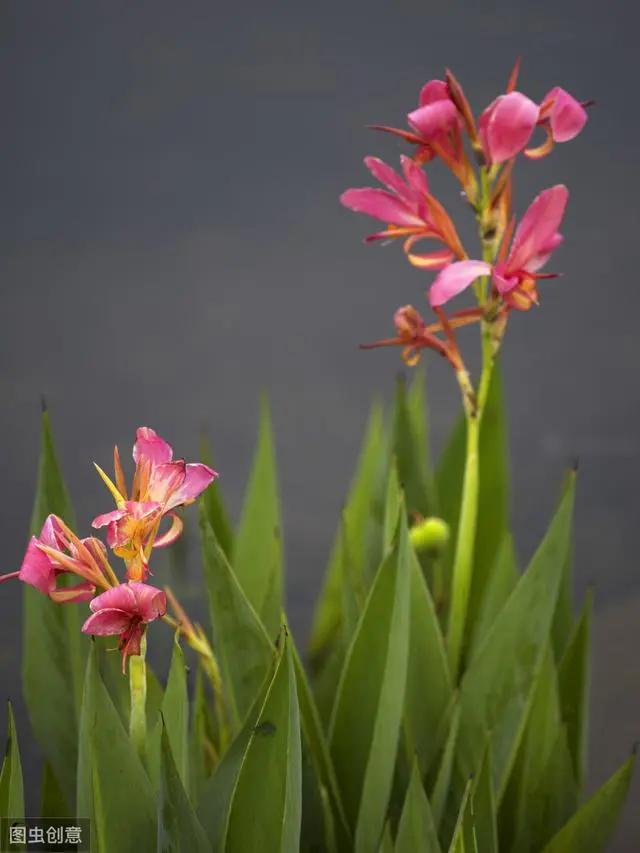 花钟里有什么花分别在几点开(看看哪朵花开了就知道)(51)