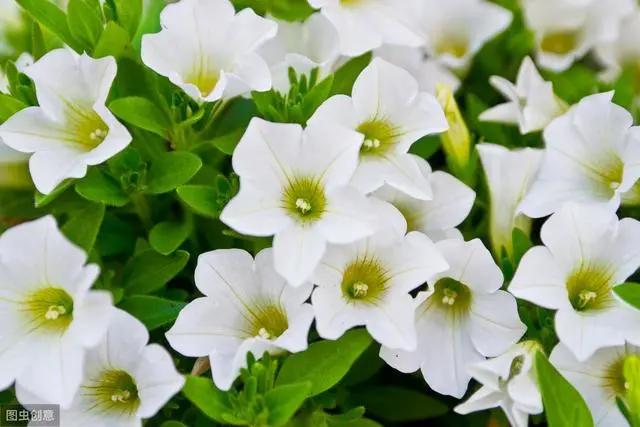 花钟里有什么花分别在几点开(看看哪朵花开了就知道)(6)