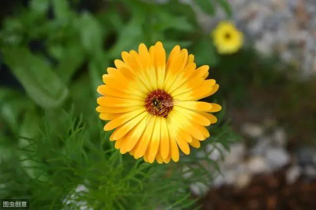 花钟里有什么花分别在几点开(看看哪朵花开了就知道)(45)