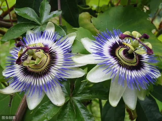 花钟里有什么花分别在几点开(看看哪朵花开了就知道)(70)