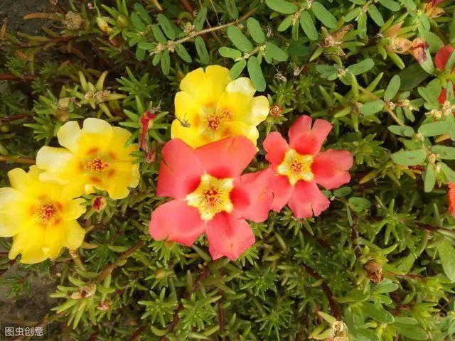 花钟里有什么花分别在几点开(看看哪朵花开了就知道)(64)