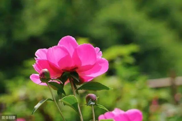 花钟里有什么花分别在几点开(看看哪朵花开了就知道)(23)