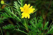 花钟里有什么花分别在几点开(看看哪朵花开了就知道)(20)