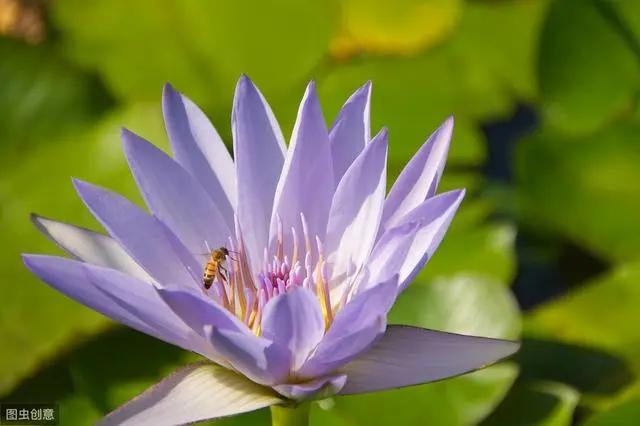 花钟里有什么花分别在几点开(看看哪朵花开了就知道)(35)