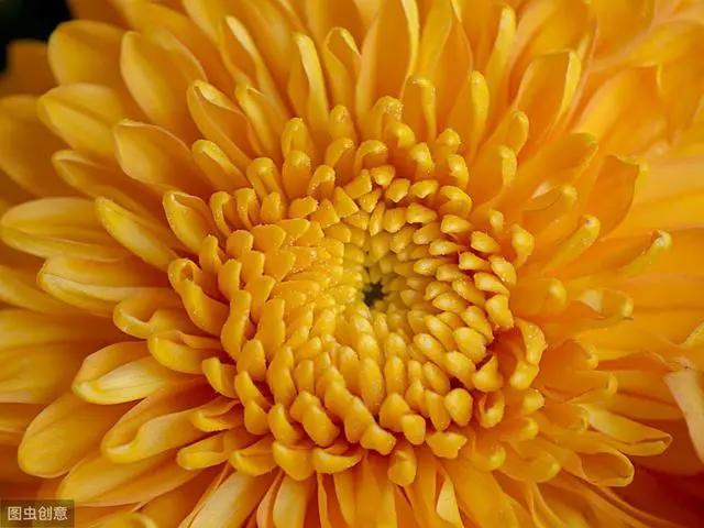 花钟里有什么花分别在几点开(看看哪朵花开了就知道)(25)