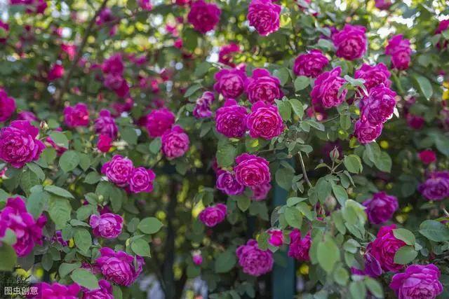 花钟里有什么花分别在几点开(看看哪朵花开了就知道)(11)