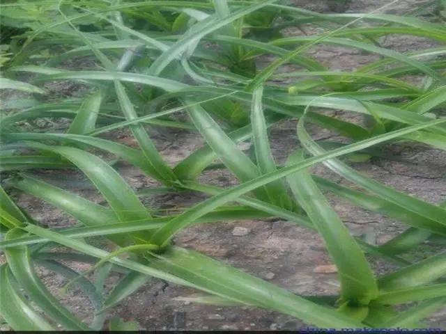 花钟里有什么花分别在几点开(看看哪朵花开了就知道)(60)