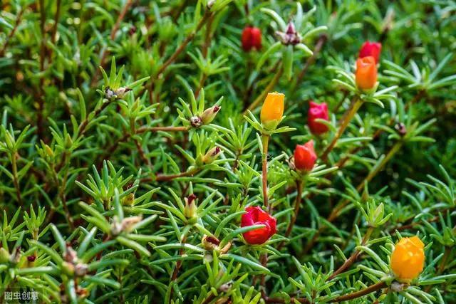 花钟里有什么花分别在几点开(看看哪朵花开了就知道)(53)