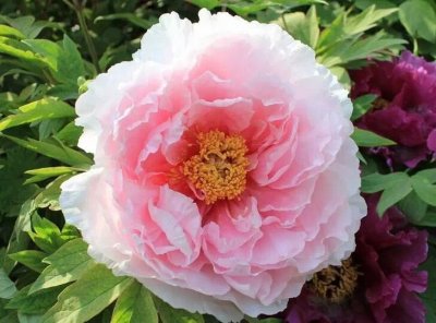 ​爱你，想你，想你，白天想你，夜深人静，更想你