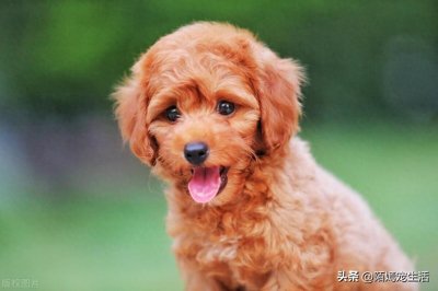 ​泰迪狗狗怎样训练才会听话？做到这四点，越早越好