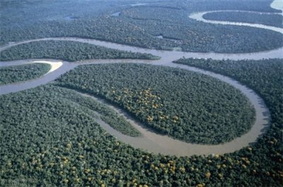 ​亚马逊雨林为什么那么可怕？因为连树也会爆炸伤人