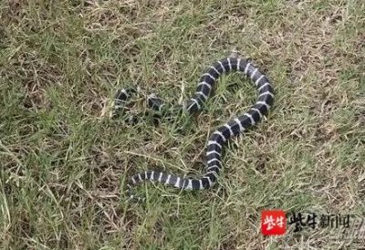 ​女孩网购毒蛇被咬身亡父母索赔172万元，卖家、二手平台、快递公司谁该担责？