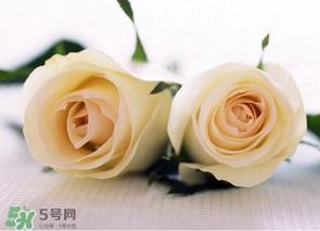 母亲节可以送白玫瑰吗?白玫瑰适合送什么人? 母亲节可以送白玫瑰吗?白玫瑰适合送什么人?