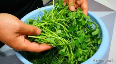 ​苜蓿草的功效与作用（养价值很高的野菜）