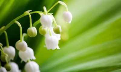 ​茉莉怎么养才能够鲜亮健康？