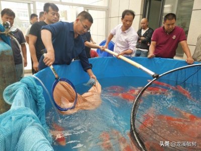 锦鲤在人们心中已经是富贵和好运的象征，被誉为水中活宝石