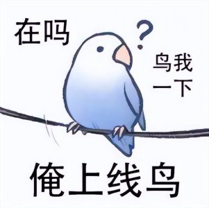 ​表情包：白鹌鹑，白色的鸽子表情包