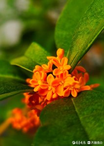 ​八月十五桂花飘香