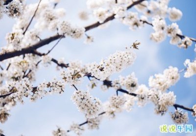 ​春暖花开踏青的句子_春天美好句子