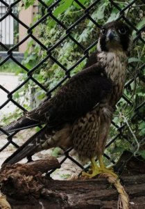 ​焦作热心群众救起一只＂小燕子＂ 经辨认为国家保护动物燕隼