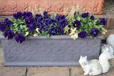 ​特漂亮！三色堇，一花三色，四季花开不断