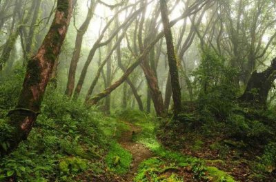 ​美军丛林中惹怒蛇王，遭蛇群报复，全副武装的整编连仅十几人生还