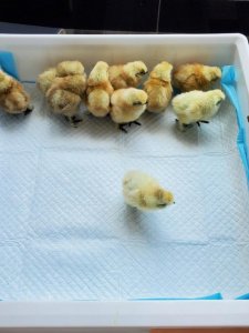 ​怎样孵小鸡（孵小鸡的方法）