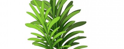 ​百里香和迷迭香的区别