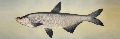 ​鱼类百科之翘嘴鱼